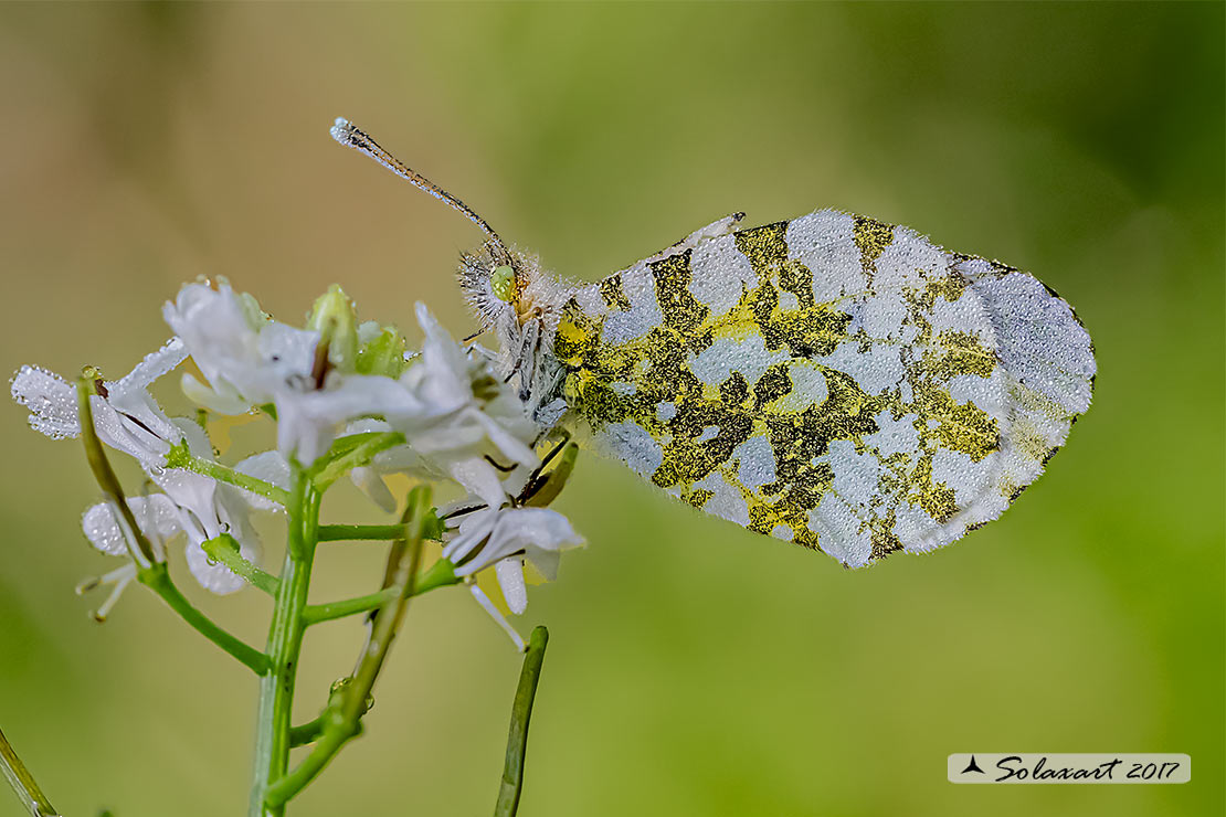 Anthocharis cardamines: Aurora (femmina); Orange Tip (female)