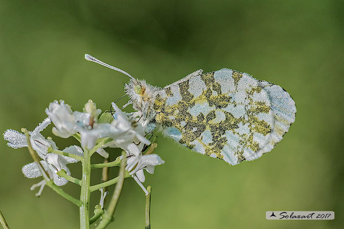 Anthocharis cardamines: Aurora (femmina); Orange Tip (female)