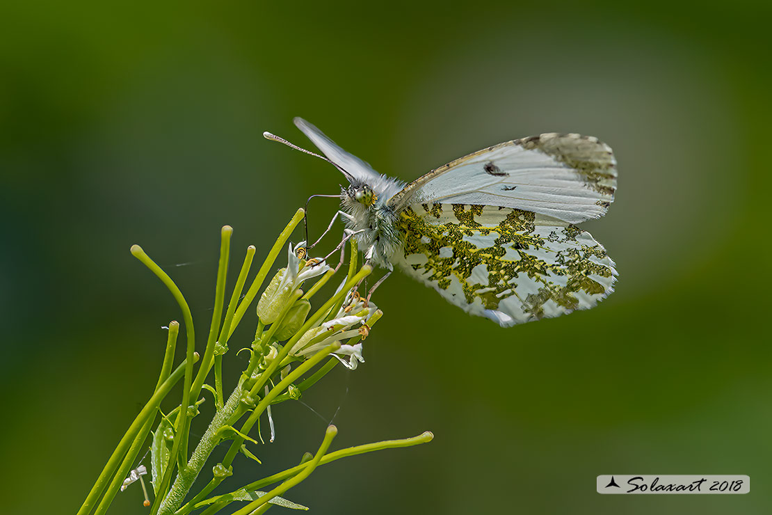 Anthocharis cardamines: Aurora (femmina); Orange Tip (female)