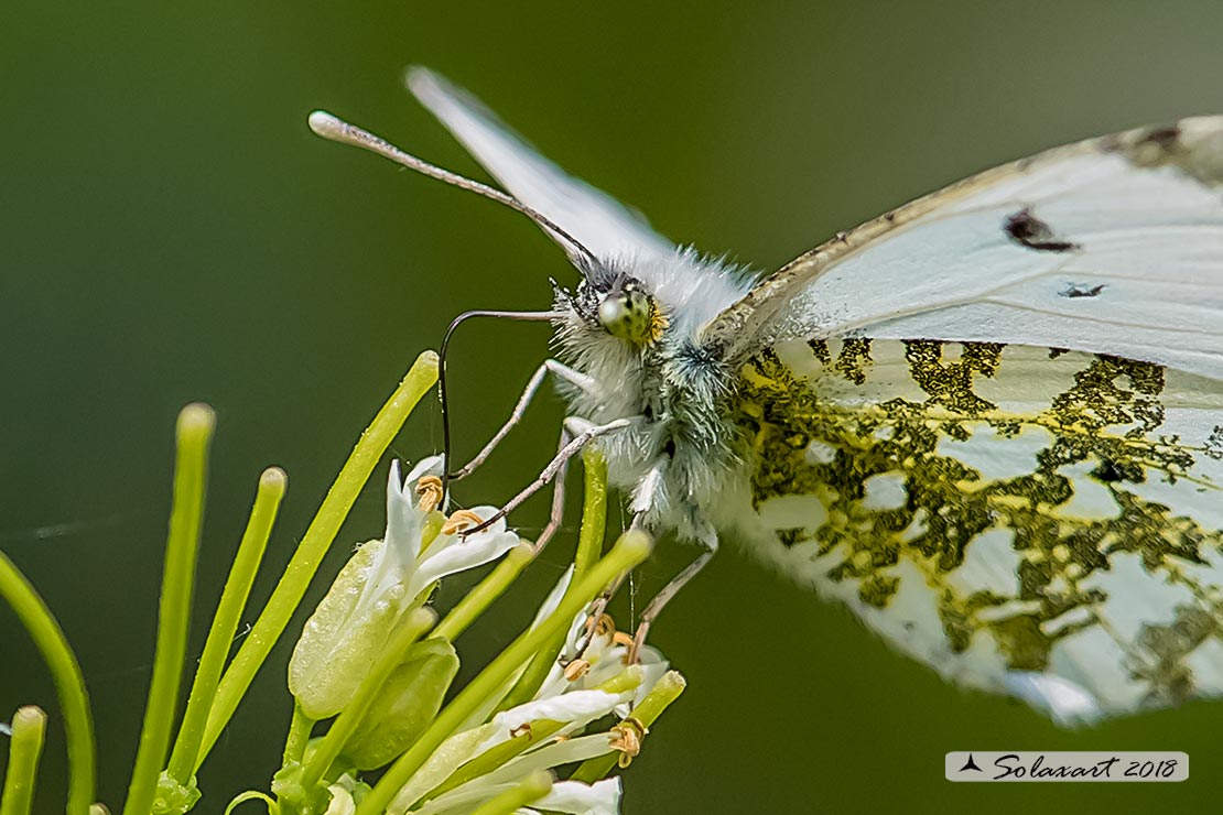 Anthocharis cardamines:  Aurora (femmina); Orange Tip (female)