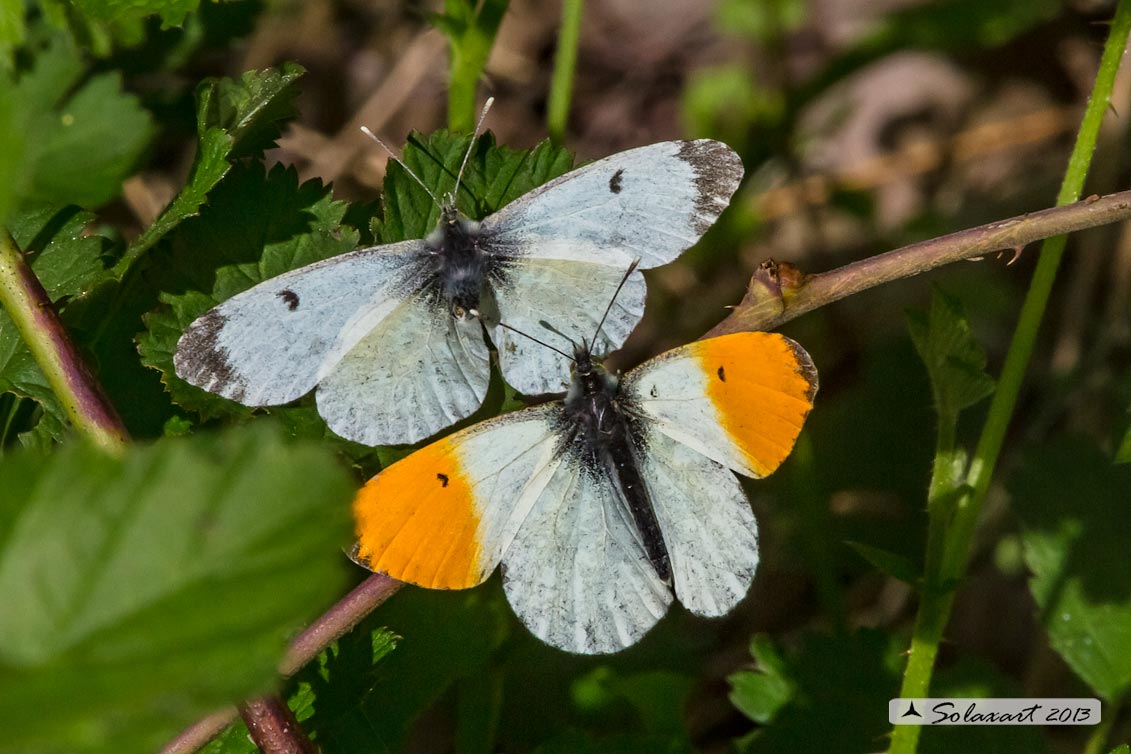 Anthocharis cardamines:  Aurora (maschio e femmina); Orange Tip (male & female)