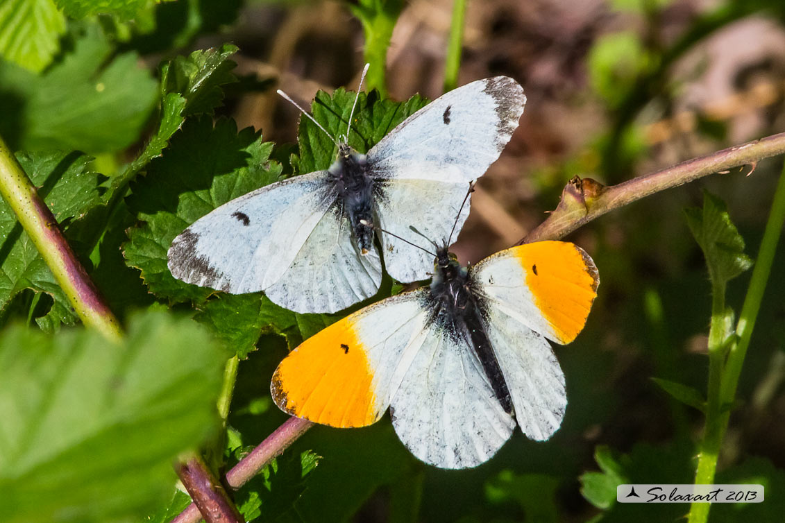 Anthocharis cardamines:  Aurora (maschio e femmina); Orange Tip (male & female)