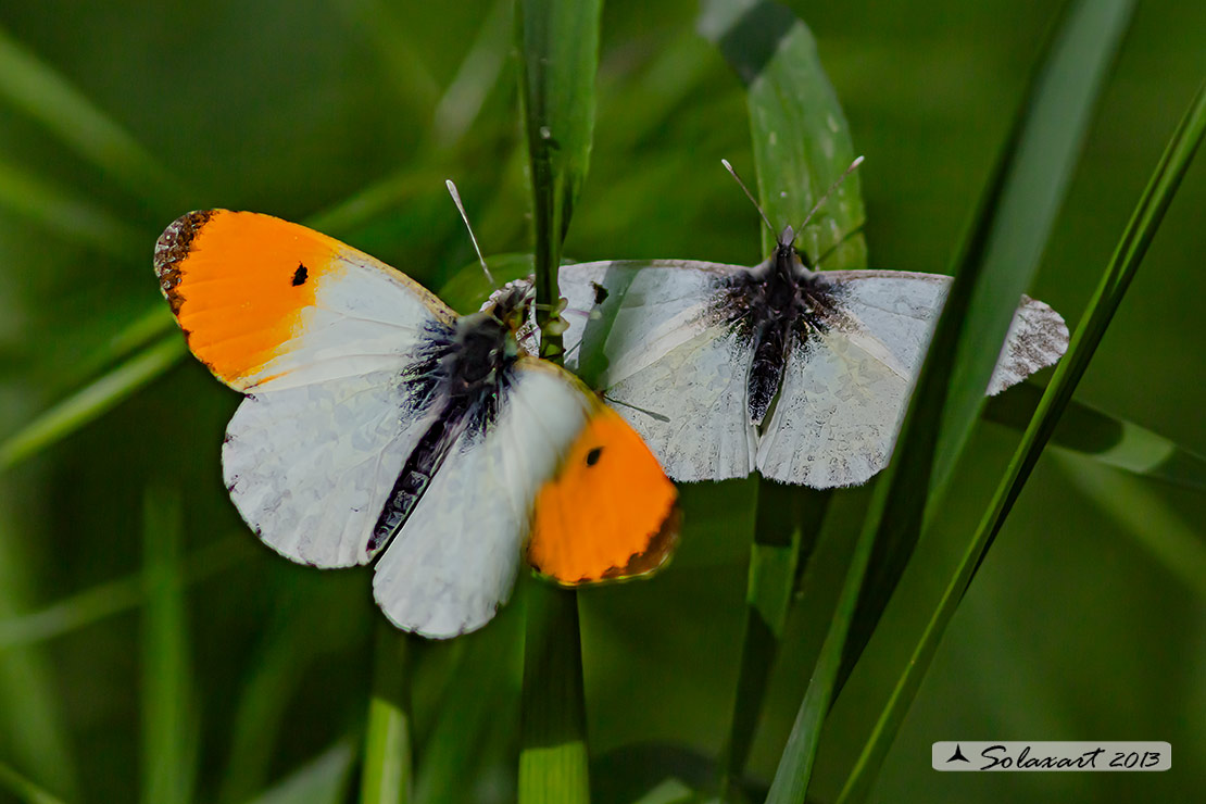 Anthocharis cardamines: Aurora (maschio e femmina); Orange Tip (male & female)