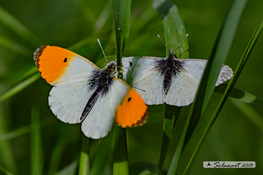 Anthocharis cardamines:  Aurora (maschio e femmina); Orange Tip (male & female)