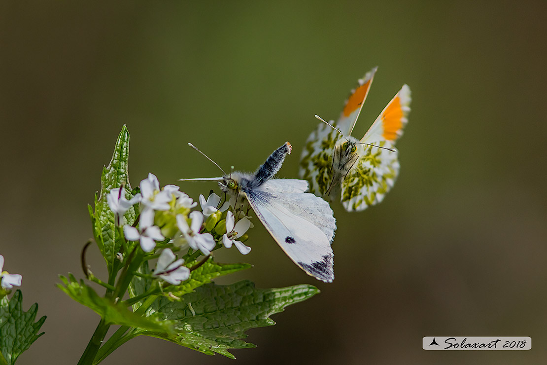 Anthocharis cardamines:  Aurora (femmina); Orange Tip (female)