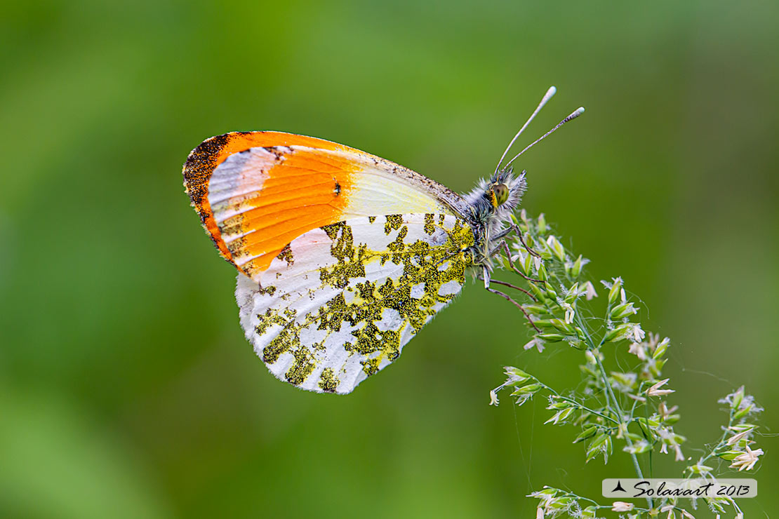Anthocharis cardamines: Aurora (maschio); Orange Tip (male)