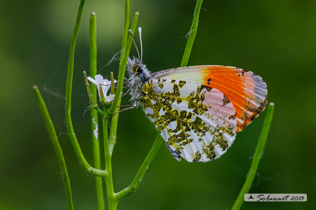 Anthocharis cardamines: Aurora (maschio); Orange Tip (male)