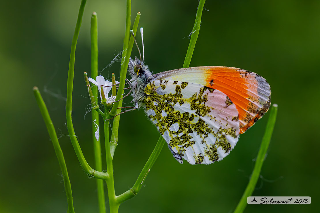 Anthocharis cardamines:  Aurora (maschio); Orange Tip (male)