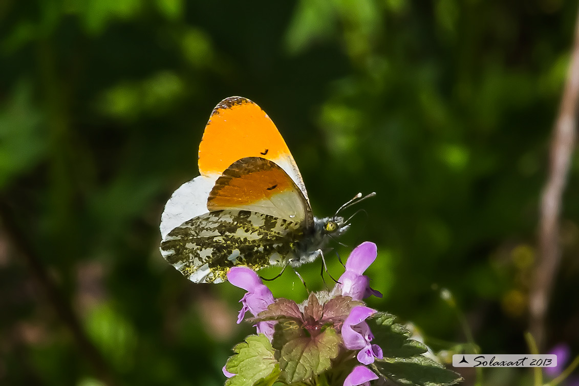 Anthocharis cardamines:  Aurora (maschio); Orange Tip (male)