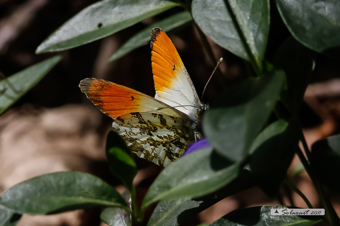 Anthocharis cardamines: Aurora (maschio); Orange Tip (male)