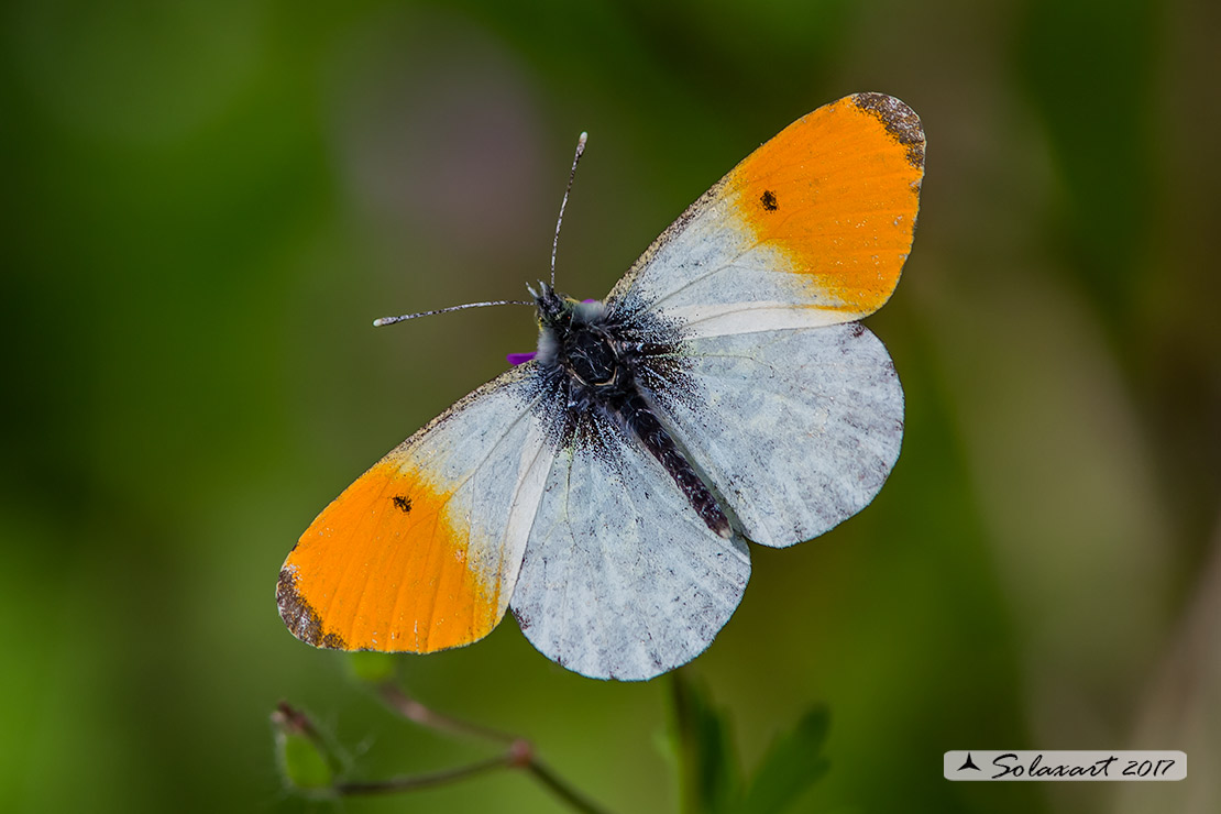 Anthocharis cardamines: Aurora (maschio); Orange Tip (male)