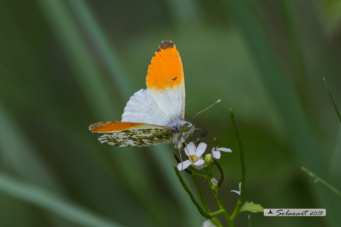Anthocharis cardamines: Aurora (maschio); Orange Tip (male)