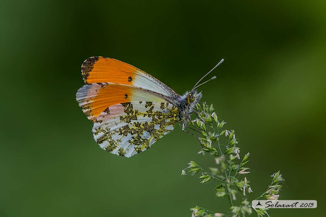 Anthocharis cardamines: Aurora (maschio); Orange Tip (male)