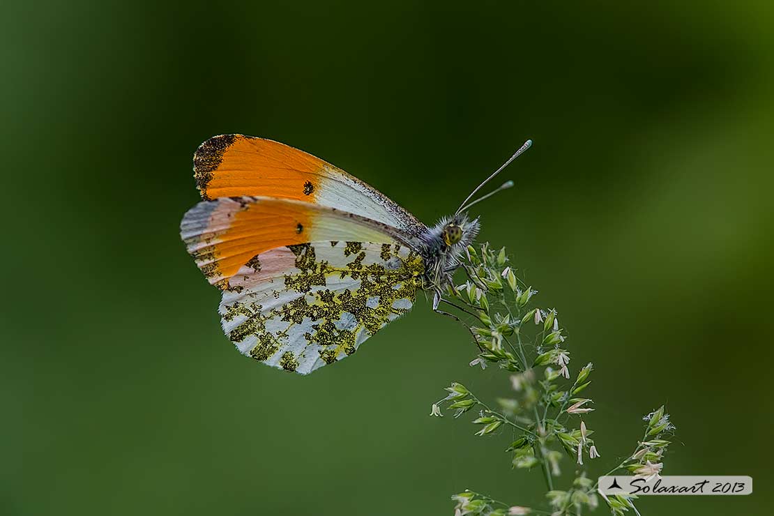 Anthocharis cardamines:  Aurora (maschio); Orange Tip (male)