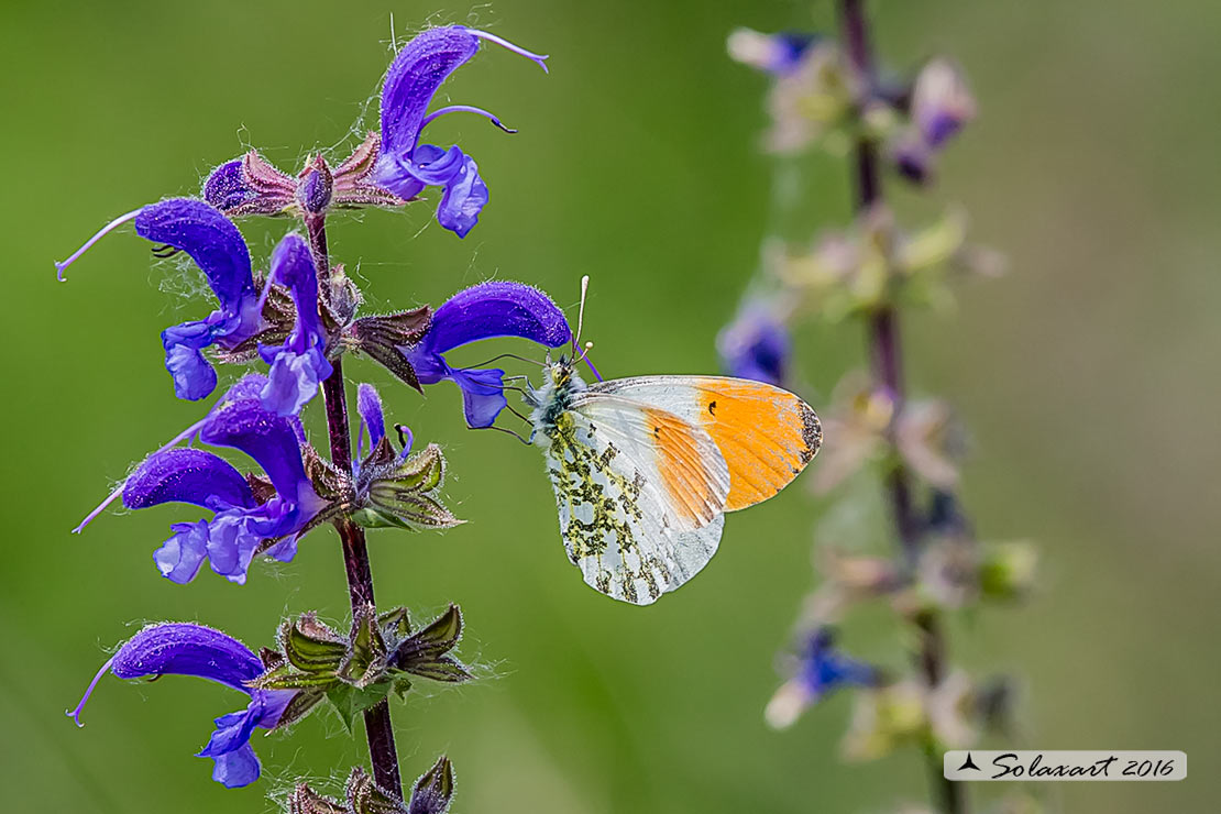 Anthocharis cardamines:  Aurora (maschio); Orange Tip (male)