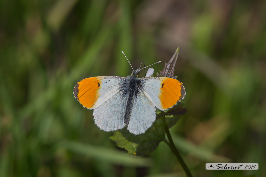 Anthocharis cardamines: Aurora (maschio); Orange Tip (male)