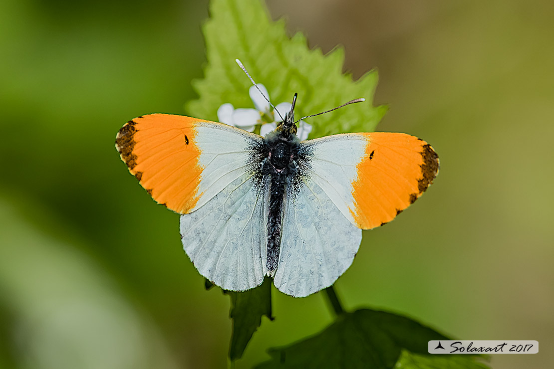 Anthocharis cardamines: Aurora (maschio); Orange Tip (male)