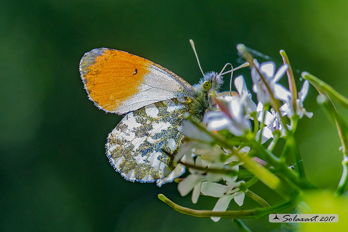 Anthocharis cardamines: Aurora (maschio); Orange Tip (male)