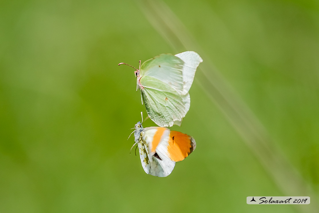 Anthocharis cardamines:  Aurora (maschio e femmina); Orange Tip (male & female)