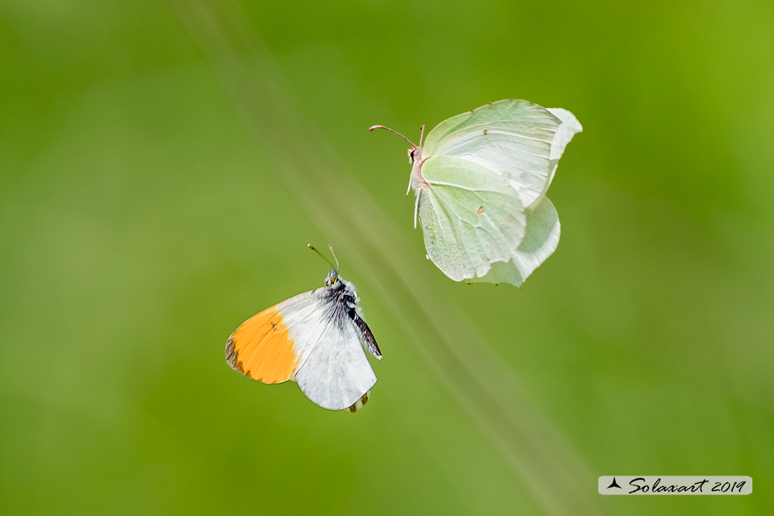 Anthocharis cardamines:  Aurora (maschio e femmina); Orange Tip (male & female)