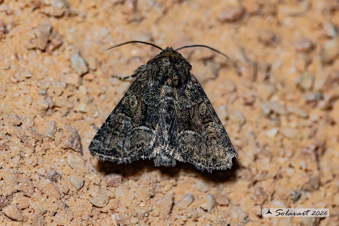 Apamea illyria: Turnip moth
