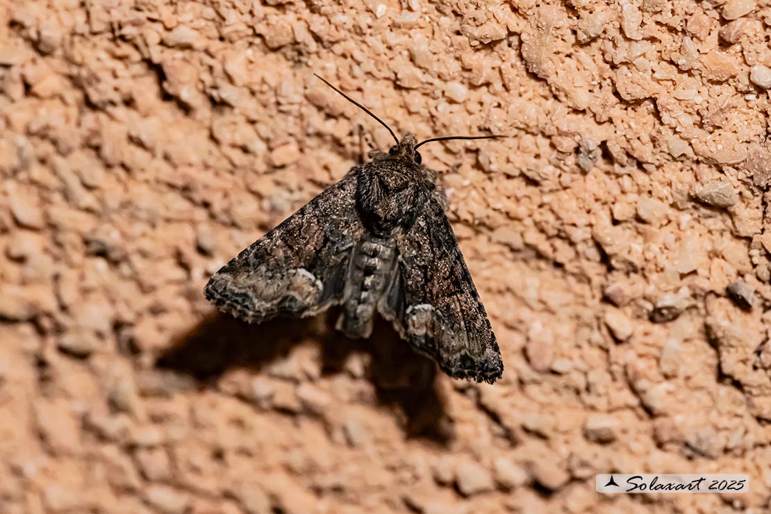 Apamea illyria: Turnip moth