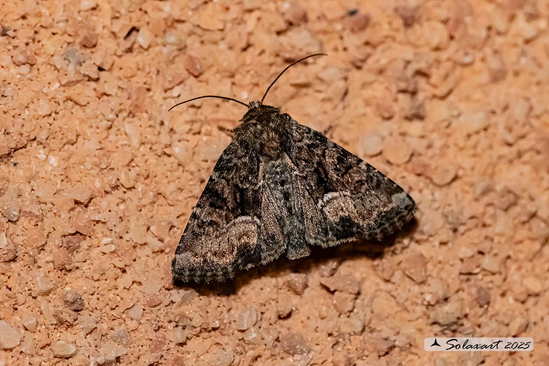 Apamea illyria: Turnip moth