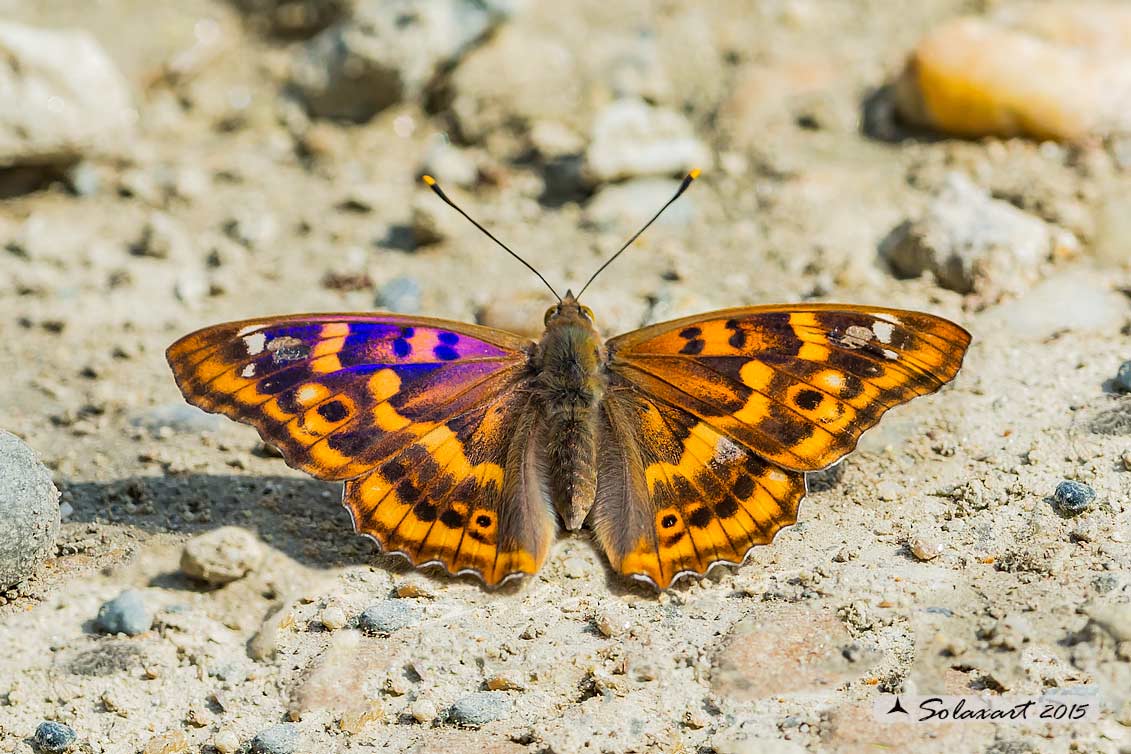Apatura ilia:    Ilia (femmina)  ;  Lesser Purple Emperor (female)