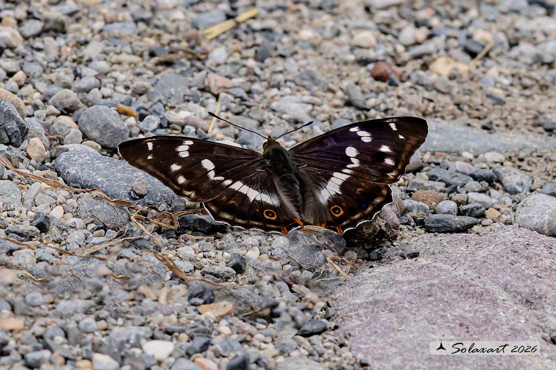 Apatura iris: Iride ; Purple Emperor