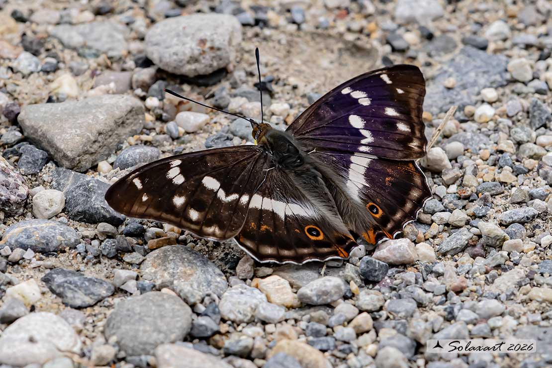 Apatura iris: Iride ; Purple Emperor