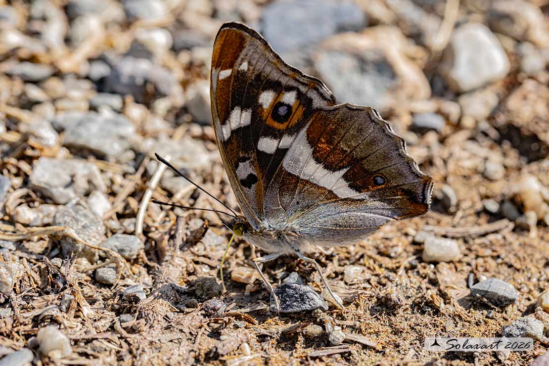 Apatura iris: Iride ; Purple Emperor