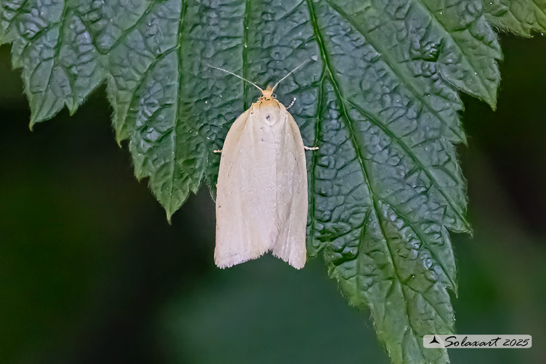 Aphelia paleana