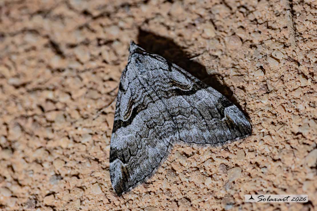 Aplocera plagiata - Treble-bar