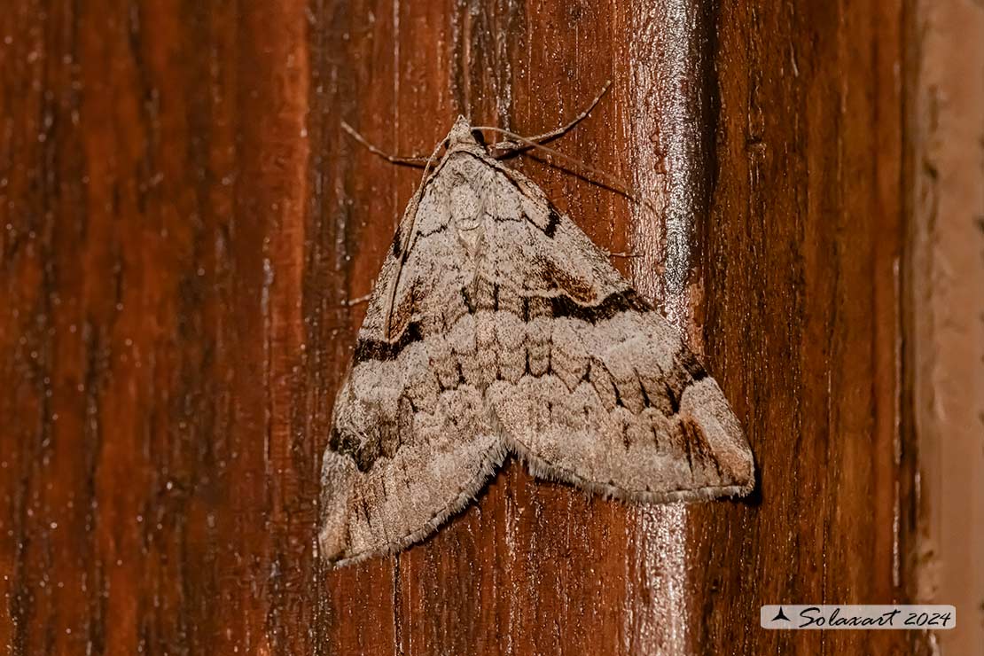 Aplocera plagiata - Treble-bar