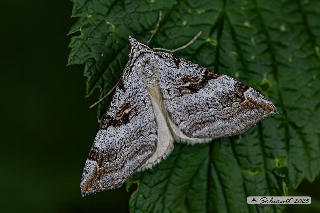 Aplocera plagiata - Treble-bar