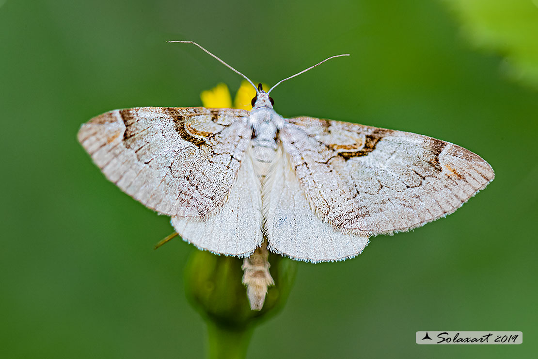 Aplocera praeformata - Purple treble-bar