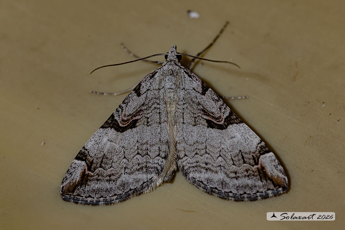 Aplocera praeformata - Purple treble-bar