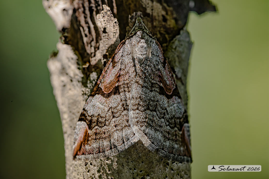 Aplocera praeformata - Purple treble-bar