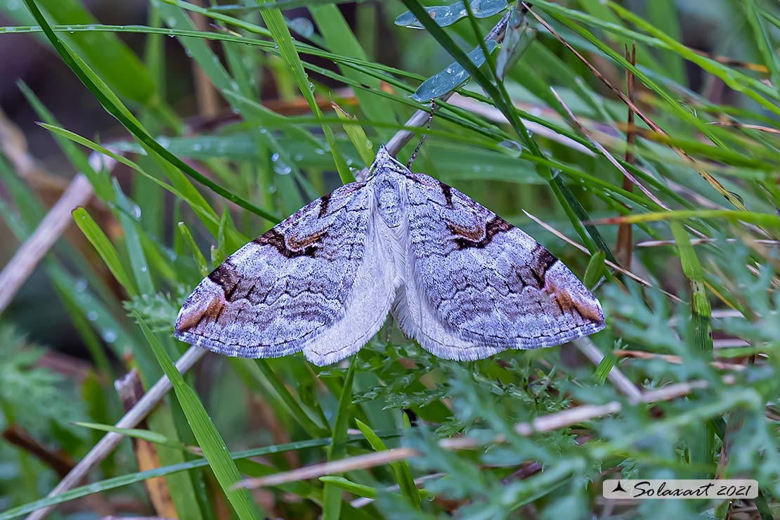 Aplocera praeformata - Purple treble-bar