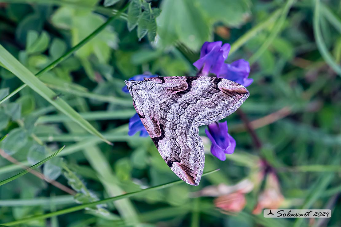Aplocera praeformata - Purple treble-bar