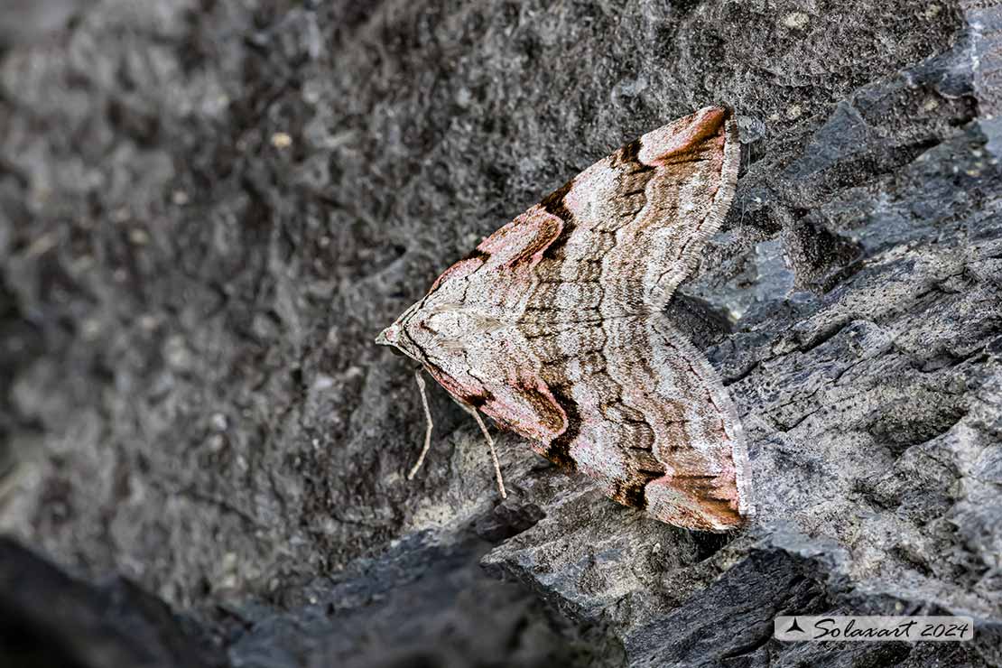 Aplocera praeformata - Purple treble-bar