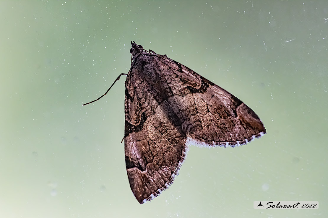 Aplocera praeformata - Purple treble-bar