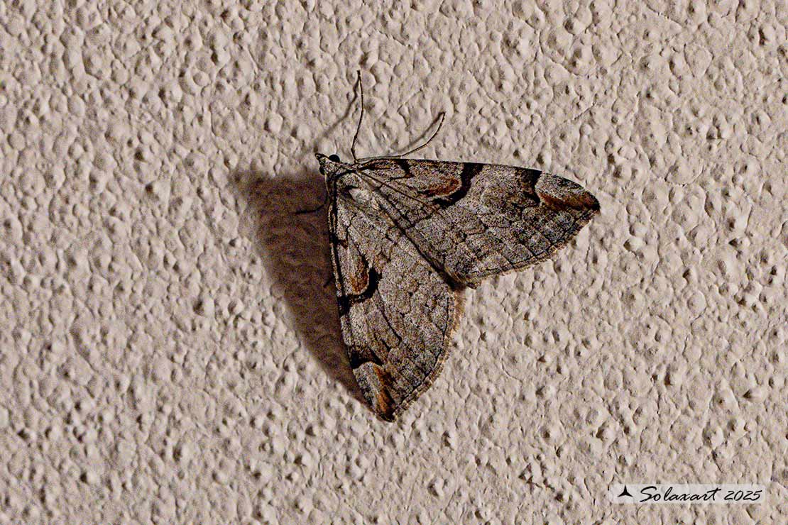 Aplocera praeformata - Purple treble-bar