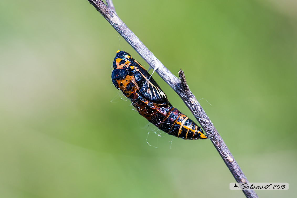 Aporia crataegi: Pieride del biancospino (crisalide); Black-veined White (chrysalis)