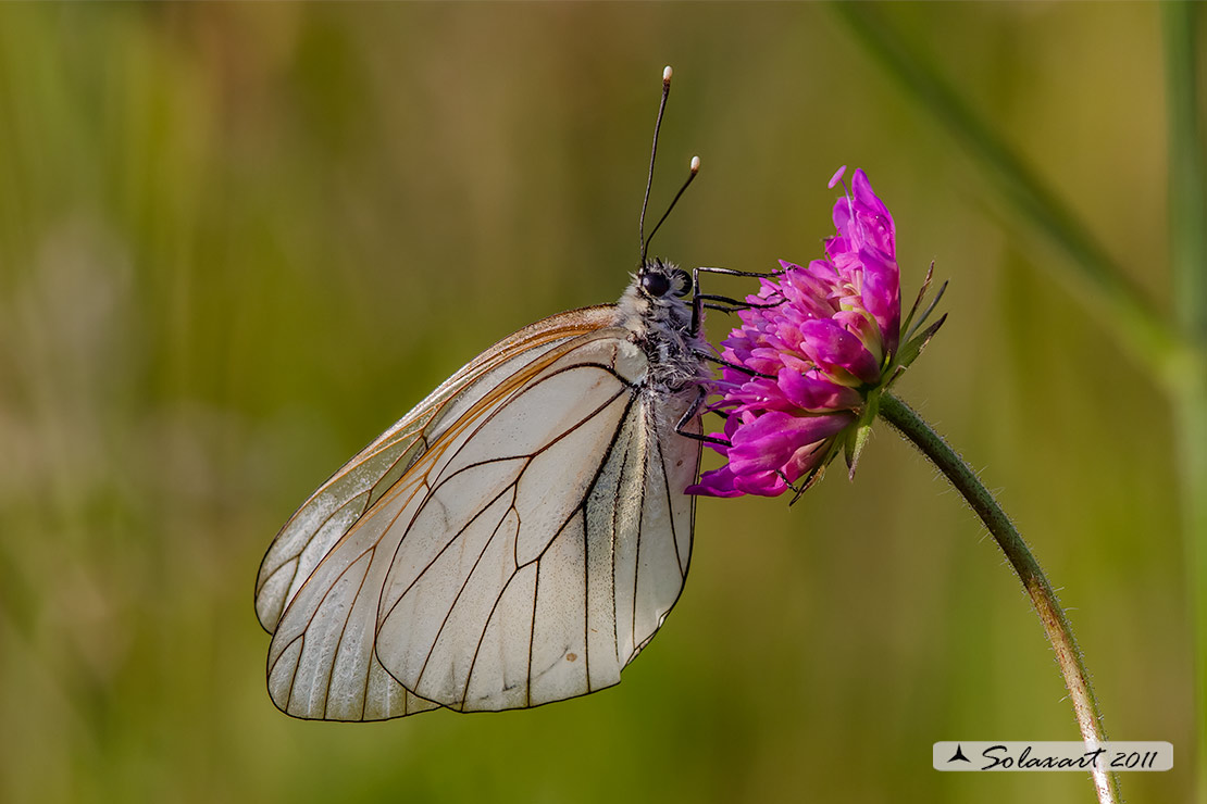 Aporia crataegi: Pieride del biancospino (femmina); Black-veined White (female)