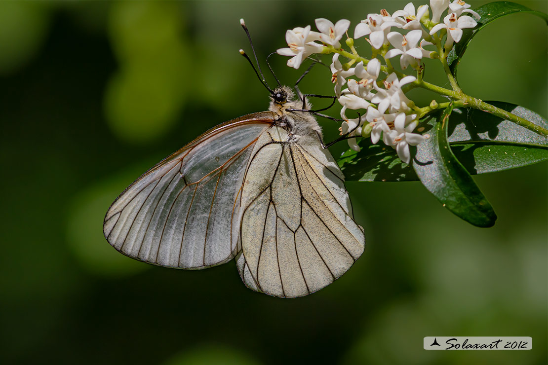 Aporia crataegi: Pieride del biancospino (femmina); Black-veined White (female)