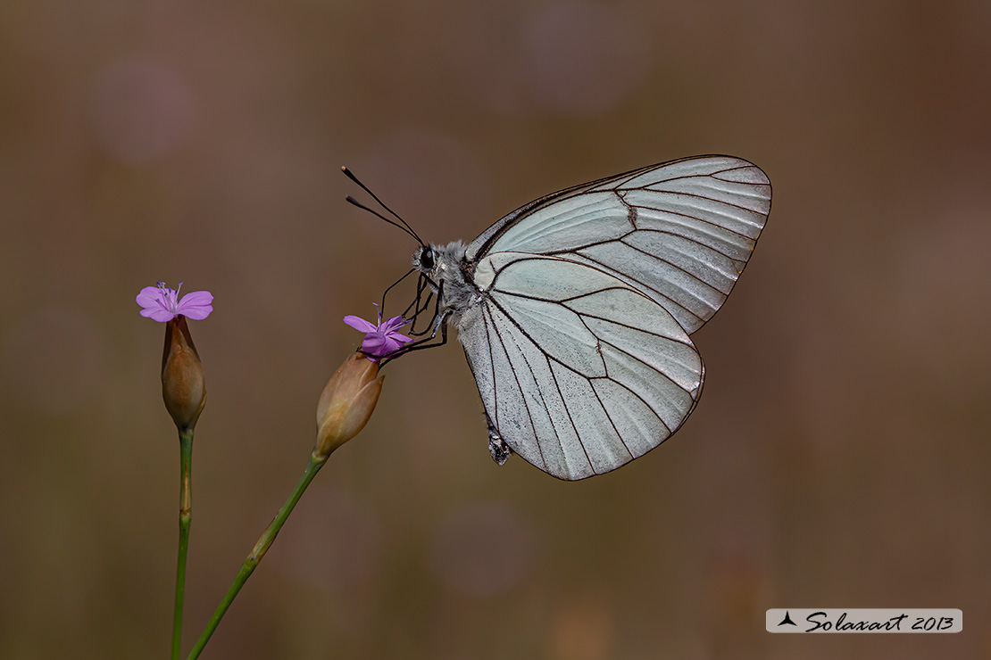 Aporia crataegi: Pieride del biancospino (femmina); Black-veined White (female)