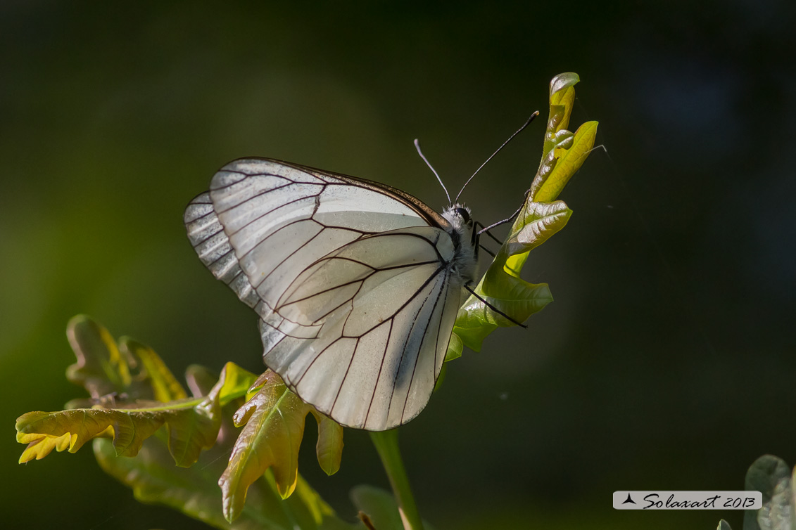 Aporia crataegi: Pieride del biancospino (femmina); Black-veined White (female)