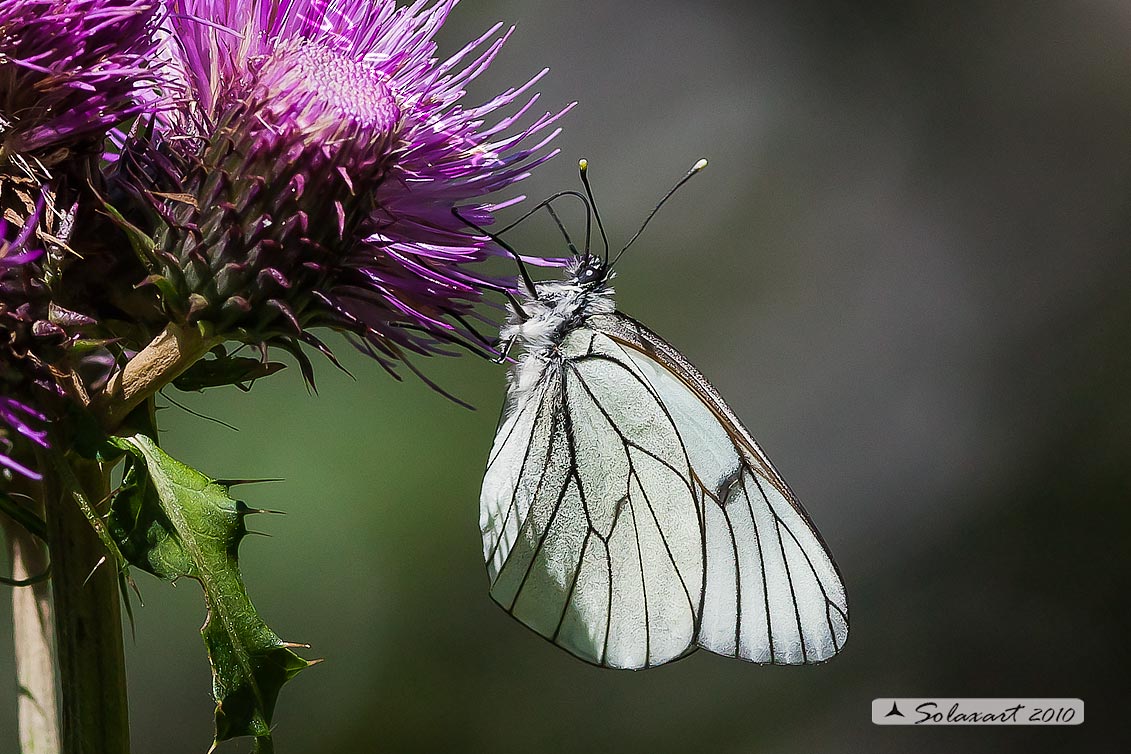Aporia crataegi: Pieride del biancospino; Black-veined White