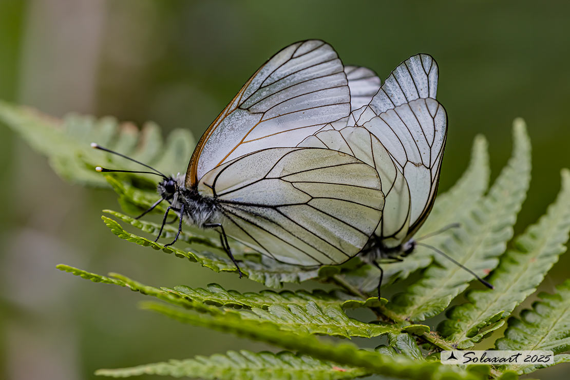 Aporia crataegi: Pieride del biancospino (accoppiamento); Black-veined White (mathing)